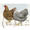 Partridge and silver…