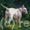 English Bull Terrier