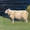 Clifftop sheep