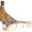 Pheasant