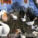 Geese