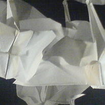 close up of birds