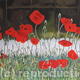 Poppy Grass