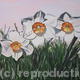 Daisies