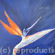 Take Flight