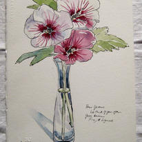 Hibiscuses