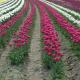 Rush Tulips