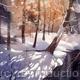 WINTER TRACERY