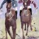 A two-horse race