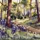 BLUEBELLS and COWPARSLEY…