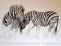 Zebras