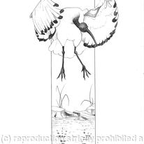 Ibis