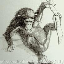 baby chimp