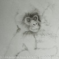 baby gorilla