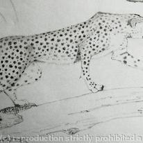 cheetah
