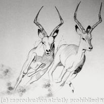 Impala