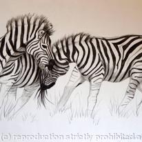Zebras