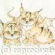 Kitten Dragons
