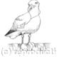Brian the Seagull