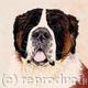 St Bernard