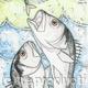 Bass Fishing