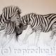 Zebras