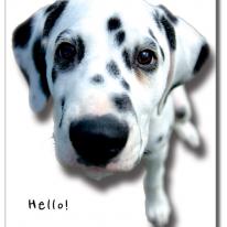 Dalmation Hello Card