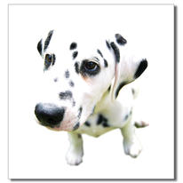 Dalmation Puppy Card