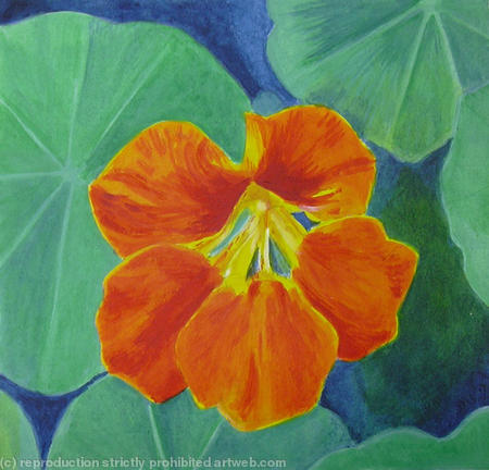 Nasturtium