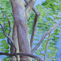 Tamborine Canopy