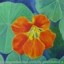 Nasturtium