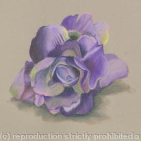 Lilac Rose