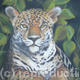 Big Cat