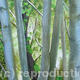 Copse