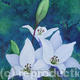 White Lilies