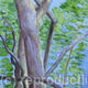 Tamborine Canopy