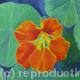 Nasturtium