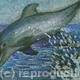 Leaping Dolphin