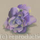 Lilac Rose