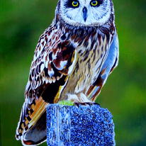 'Wise Guy'