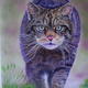 Wildcat - Untameable