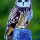 'Wise Guy'