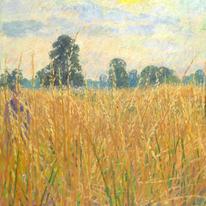 Field