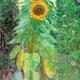 Sunflowers | | 38 x 1cm | Oil on board Sunflowers