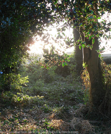 soothing-light