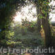 soothing-light