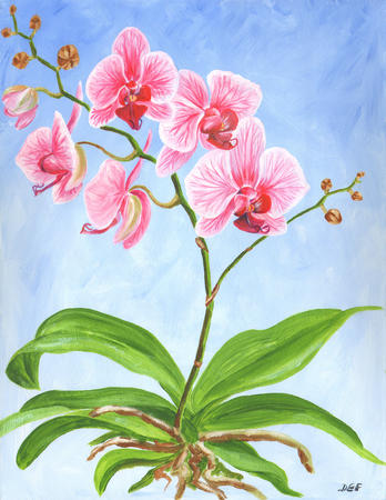 Pink and white moth orchid