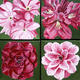 April Flowers in Pink…