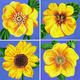Summer flowers in yellow…