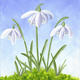 Three snowdrops in moss